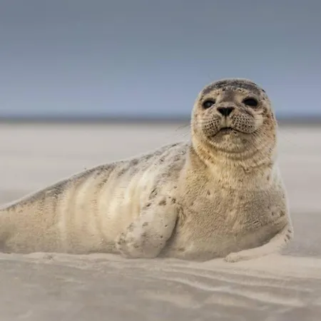 Kitesurf - 100m - Deco Design * Berck